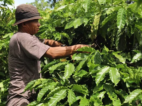 Lâm Đồng: Xây dựng chuỗi giá trị cà phê thích ứng biến đổi khí hậu