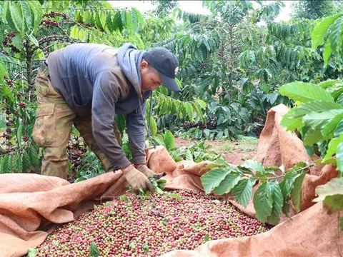 Nông dân Đắk Lắk hối hả thu hoạch cà phê