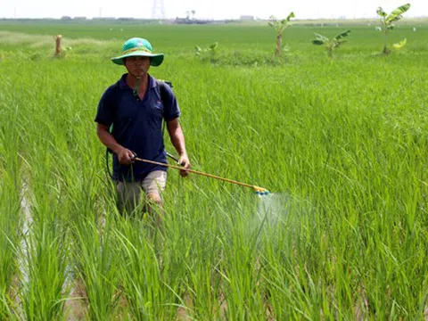 Chi phí sản xuất tăng khiến sản xuất cây vụ Đông gặp khó