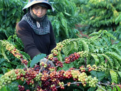 Đắk Lắk: Cơ cấu lại sản xuất cho từng loại hàng nông sản phục vụ xuất khẩu