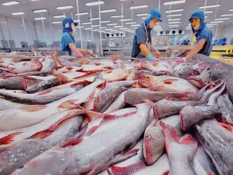 Ngành cá tra Việt Nam khởi sắc: Luỹ kế xuất khẩu vượt ngưỡng 1 tỷ USD chỉ trong 6 tháng đầu năm