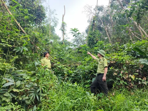 Lạng Sơn: Chú trọng việc bảo vệ, phát triển rừng và kinh tế lâm nghiệp bền vững