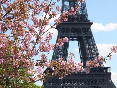 Pháp: Người dân ăn mừng về việc cứu hàng cây xung quanh tháp Eiffel