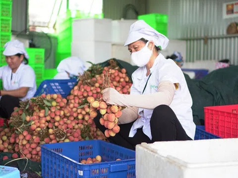 Các Hiệp định thương mại tạo động lực cho xuất khẩu nông sản Việt Nam