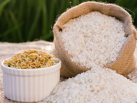 Giá lúa gạo hôm nay 25/8/2025: Thị trường đi ngang, xuất khẩu giữ đà tăng