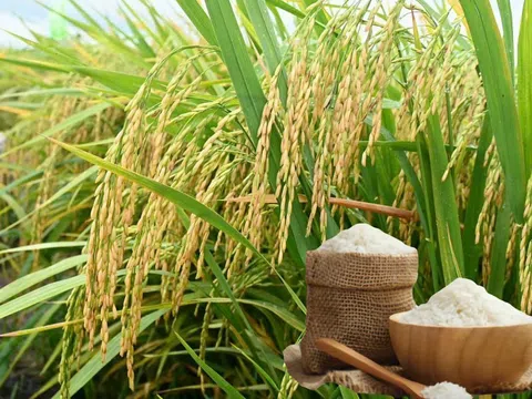 Giá lúa gạo hôm nay 30/8/2025: Thị trường biến động trái chiều