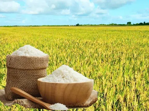 Giá lúa gạo hôm nay 6/9/2025: Giá lúa gạo trong nước giữ ổn định