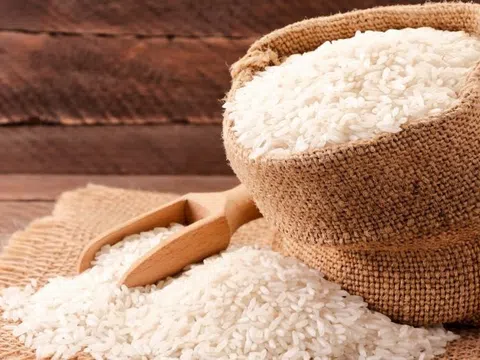 Giá lúa gạo hôm nay 16/9/2025: Nội địa tăng nhẹ, xuất khẩu gặp thử thách