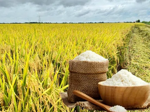 Giá lúa gạo hôm nay 17/9/2025: Trong nước ổn định, xuất khẩu tăng nhẹ