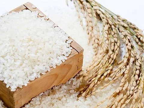 Giá lúa gạo hôm nay 23/9/2025: Nội địa ổn định, xuất khẩu tăng nhẹ