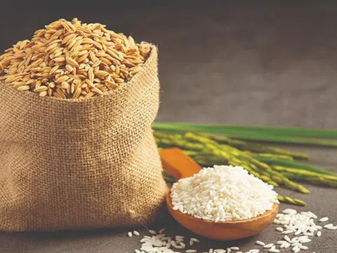 Giá lúa gạo hôm nay 25/9/2025: Thị trường nội địa ổn định, xuất khẩu giữ vững vị thế