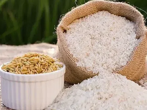 Giá lúa gạo hôm nay 30/9/2025: Nội địa ổn định, xuất khẩu chịu sức ép