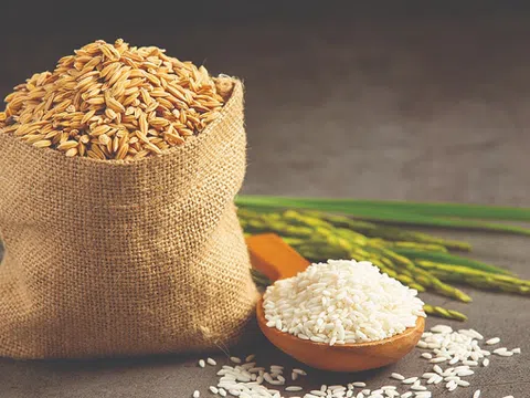 Giá lúa gạo hôm nay 12/10/2025: Thị trường xuất khẩu giảm mạnh, nội địa ổn định