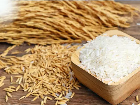 Giá lúa gạo hôm nay 14/10/2025: Thị trường nội địa ổn định, xuất khẩu giảm sức hút