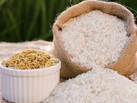 Giá lúa gạo hôm nay 17/10/2025: Thị trường trong nước ổn định, xuất khẩu gặp khó khăn