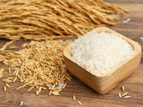 Giá lúa gạo hôm nay 22/10/2025: Thị trường trong nước ổn định, xuất khẩu gặp khó khăn