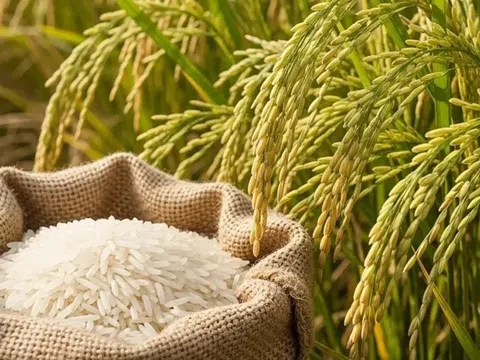 Giá lúa gạo hôm nay 23/10/2025: Thị trường trong nước ổn định, xuất khẩu giảm nhẹ