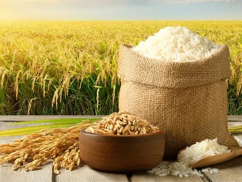 Giá lúa gạo hôm nay 28/10/2025: Giá gạo và phụ phẩm tăng giảm đan xen