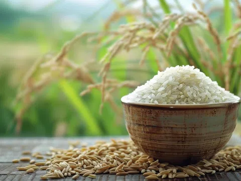 Giá lúa gạo hôm nay 21/11/2025: Thị trường tiếp tục chững giá, giao dịch chậm