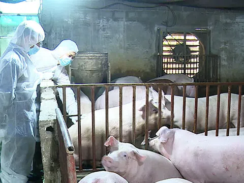 Đắk Lắk cấp bách phòng chống bệnh dịch tả lợn châu Phi