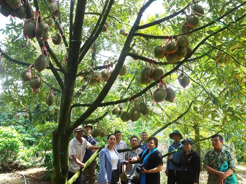 Krông Pắk “làng triệu đô” giữa đại ngàn Tây Nguyên