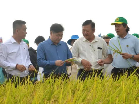 Cấp 1.280 mã số vùng trồng – Cú hích chiến lược đưa nông nghiệp An Giang vươn tầm quốc tế