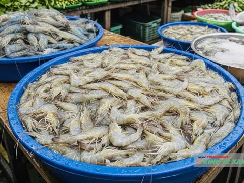 Cần Thơ hướng đến phát triển thủy sản hiện đại, bền vững giai đoạn 2026–2030