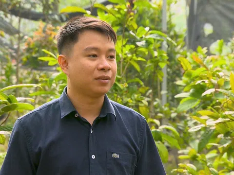 Chàng trai 10X Phú Thọ kiến tạo kinh tế xanh từ cây trà hoa vàng