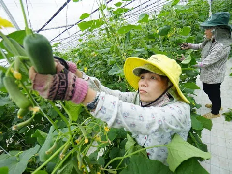 Xác lập lộ trình giảm phát thải lĩnh vực trồng trọt