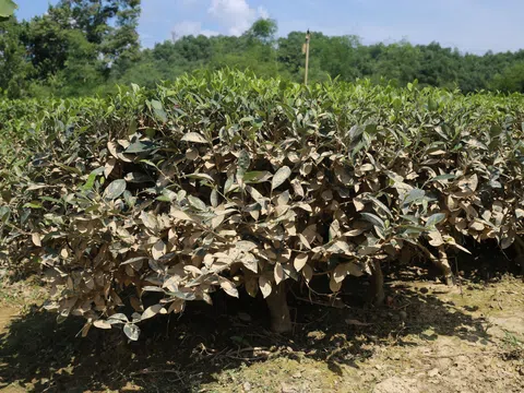 Vùng chè trọng điểm Thái Nguyên “gồng mình” khắc phục hậu quả mưa lũ