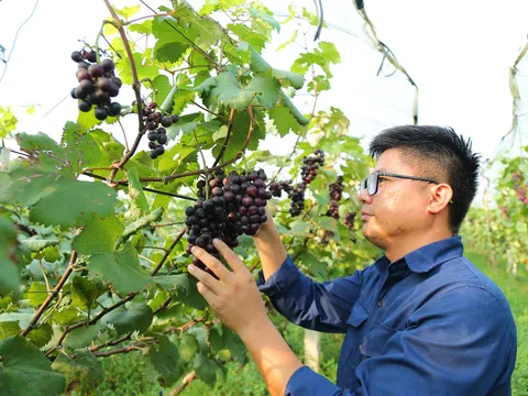 Bỏ nghề kỹ sư hàng hải, 9X về ven đô phát triển nông nghiệp xanh