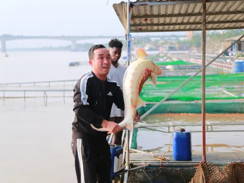Mô hình nuôi cá tầm ven sông Hồng: Hiệu quả kinh tế cao, hướng đi bền vững