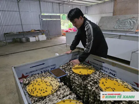 Thanh niên Nghệ An lập nghiệp thành công nhờ nuôi loài vật “vắn số”