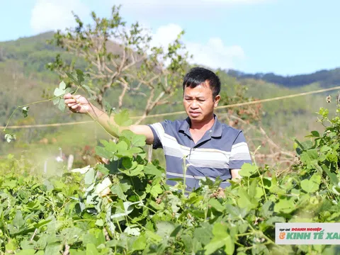 Từ những bước chân gõ cửa từng nhà đến “trái ngọt” phục hồi cây trồng đặc sản
