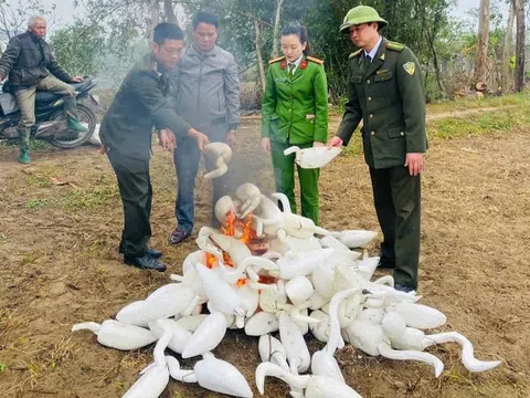 Nghệ An đồng loạt ra quân truy quét, ngăn chặn nạn tận diệt chim trời