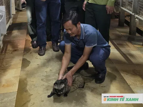 Chủ khách sạn ở Nghệ An chuyển sang nuôi chồn hương, thu nhập hàng trăm triệu đồng mỗi năm