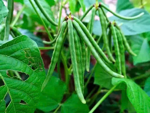 Trồng thâm canh cây đậu xanh- mô hình nông nghiệp kiểu mẫu cho vùng Tây Bắc xứ Nghệ