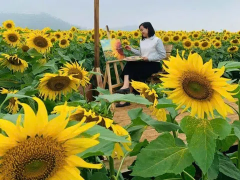 Hàng nghìn du khách đổ về cánh đồng hoa hướng dương xứ Nghệ ngày cuối tuần