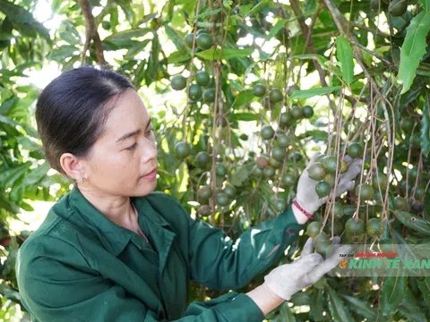 Khi thầy cô “bỏ phấn trắng” trồng cây tỷ đô