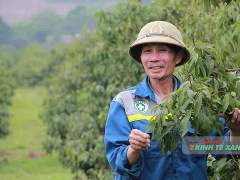 Thanh Hóa: Cấp mã số vùng trồng – “giấy phép thông hành” cho nông sản
