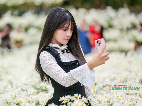 Mùa cúc họa mi rực trắng Động Tiên Sơn