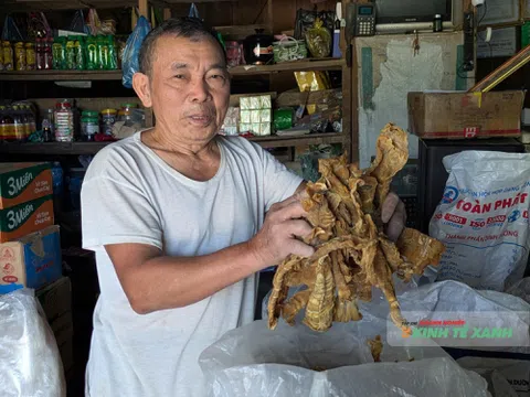 Đánh thức giá trị măng rừng nơi biên giới