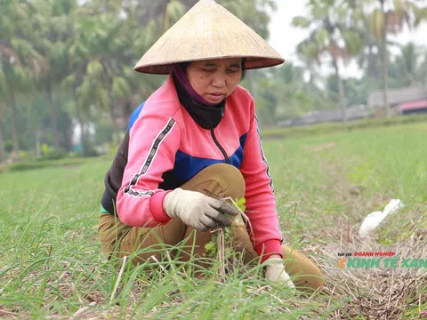 Phát triển hành tăm, hướng đi hiệu quả của Trường Văn