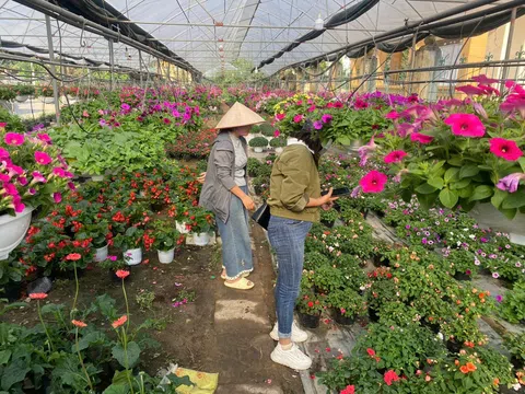 Làng hoa Ninh Phúc (Ninh Bình) tất bật chuẩn bị hoa Tết