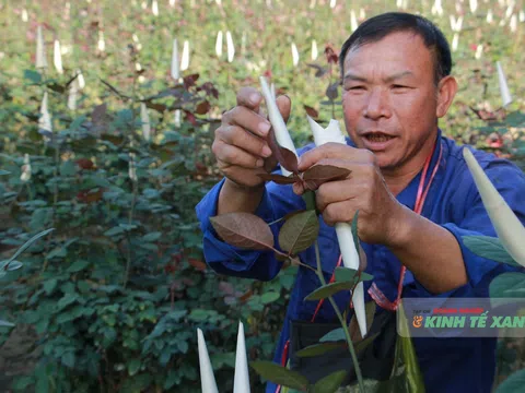 Người trồng hoa Thanh Hóa "vượt nắng thắng mưa" chờ đợi vụ hoa Tết