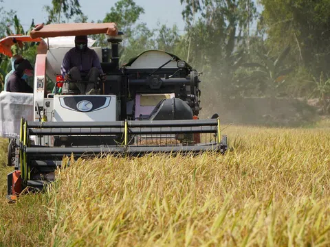 Đồng Tháp: Mở rộng diện tích canh tác lúa chất lượng cao, phát thải thấp
