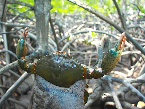 Cà Mau thiếu sản phẩm OCOP 5 sao từ tôm, cua
