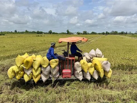 Sản lượng lúa thu hoạch ở An Giang đạt gần 6,5 triệu tấn