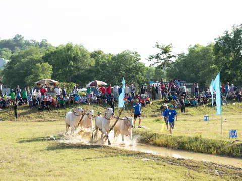 Đôi bò của ông Chau Khon đoạt giải nhất Hội Đua bò Bảy Núi - An Giang