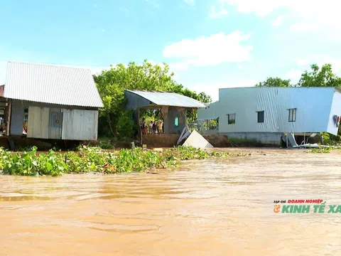 7 hộ dân ở Đồng Tháp bị ảnh hưởng do sạt lở dài 100m